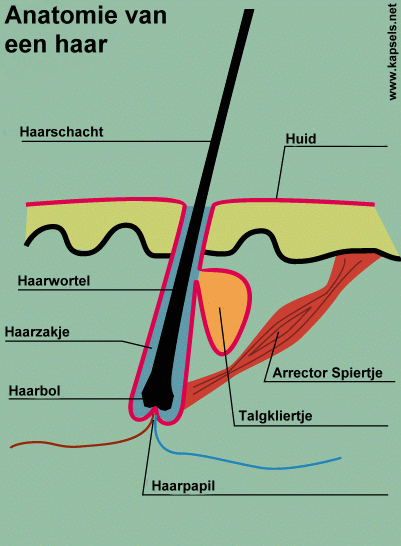 Illustratie anatomie van een haar
